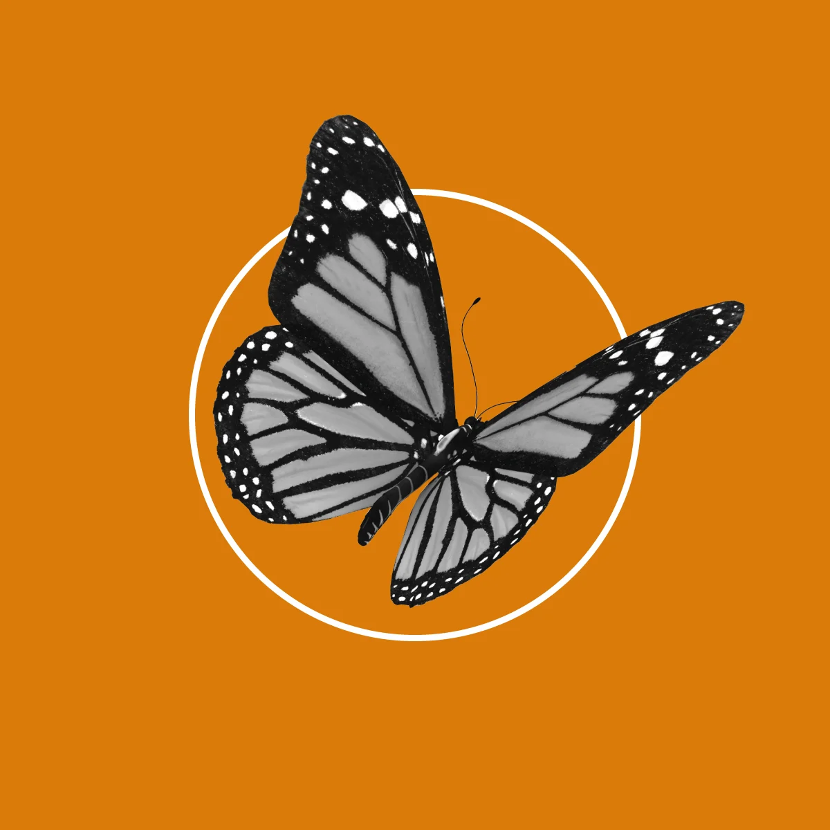 Od neprepoznavne blagovne znamke do tržne uspešnice